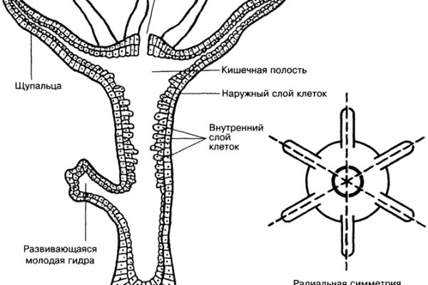 Hydra маркетплейс