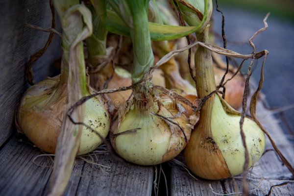 Kraken onion link